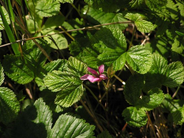 Plants and Pink Flowers Picture