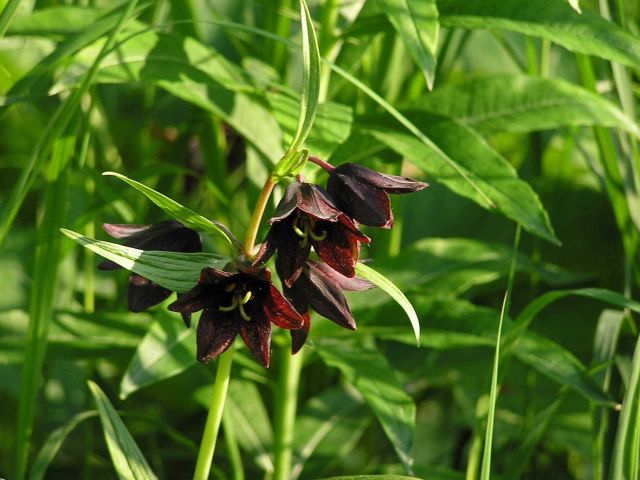 Plants and Flowers Picture
