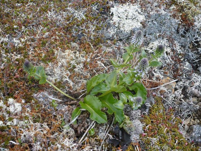 Plants and Flowers Picture