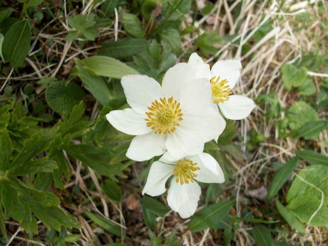 Plants and White Flowers Picture