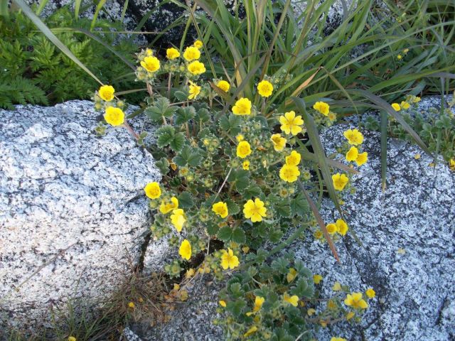Plants and Yellow Flowers Picture