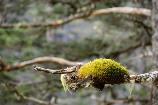 Plants and Flowers Picture