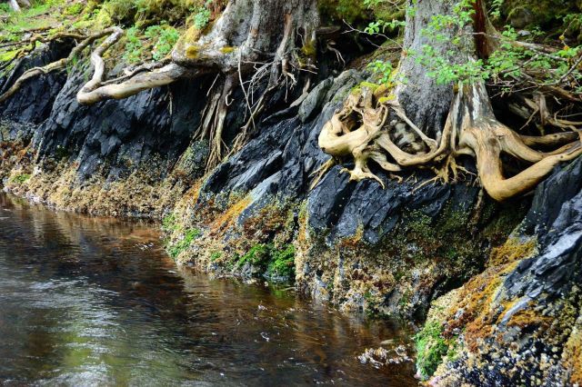 Plants and Trees Picture