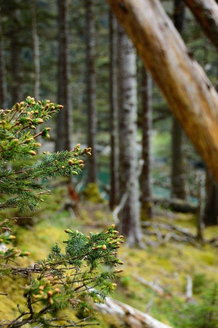 Plants and Flowers Picture