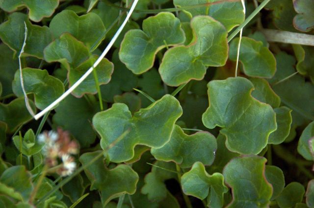 Plants and Flowers Picture