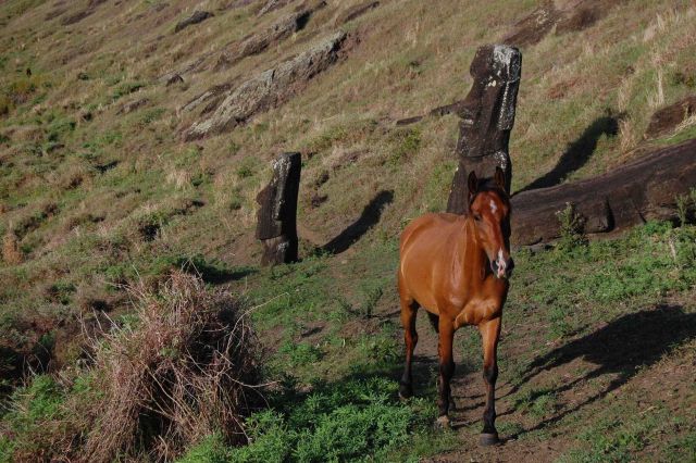 Horse following trail through the moai of the Rano Raraku quarry. Picture