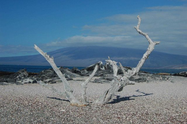Driftwood or formerly living tree at Punta Espinosa, Fernandina Island. Picture