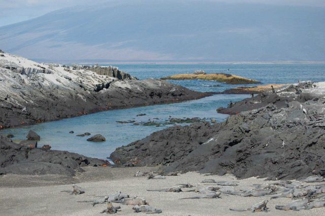 Marine iguanas, sally lightfoots, and flightless cormorants co-existing on the beach at Punta Espinosa. Picture