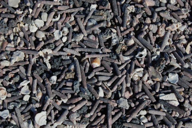 A beautiful seashell in the midst of numerous pencil urchin spines. Picture