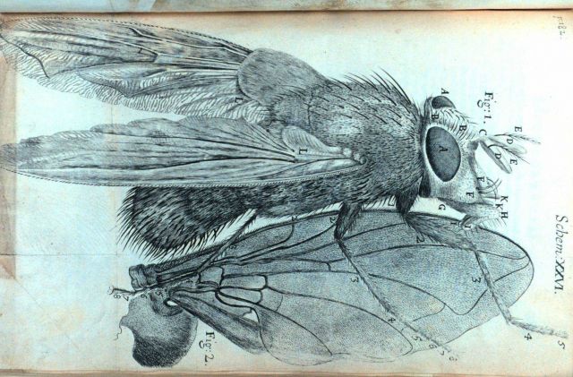 Image of a blue fly Picture