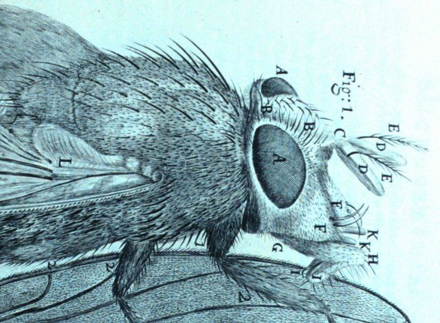 Detail of image of a blue fly Picture