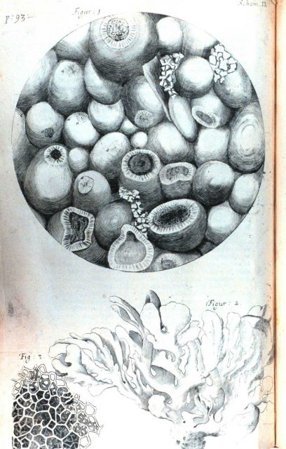 Detail of fossiliferous stone from Kettering in Northamptonshire Picture