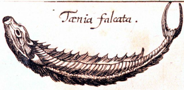 Taenia falcata Picture