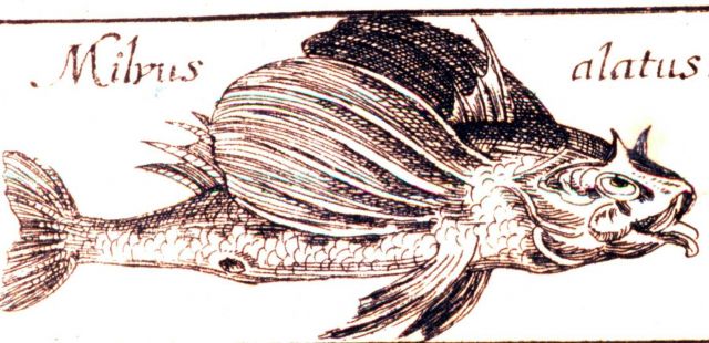 Milvus alatus Picture