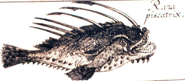Rara piscatrix Picture