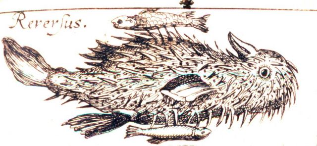 Reversus? A marine bird illustration from an early marine fish catalog Picture