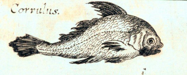 Corvulus Picture