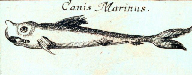 Canis marinus Picture