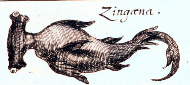 Zingaena Picture
