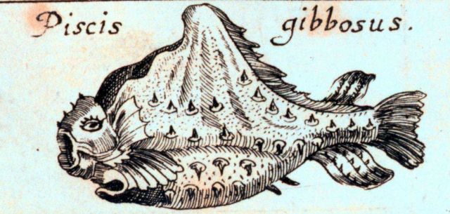 Piscis gibbosus Picture