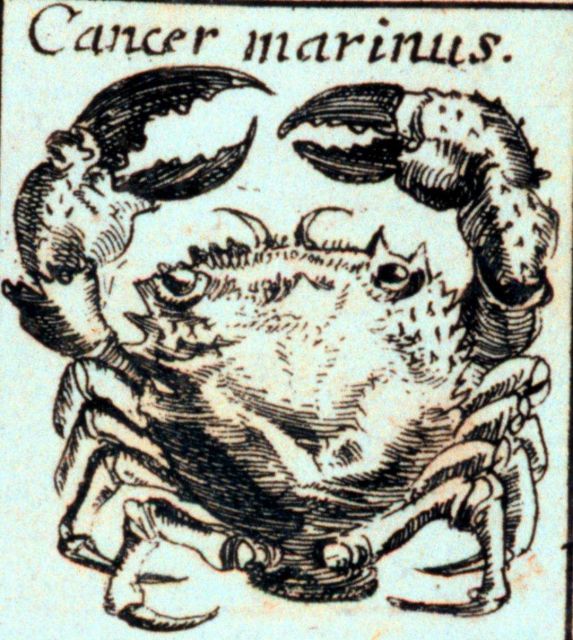Cancer marinus Picture