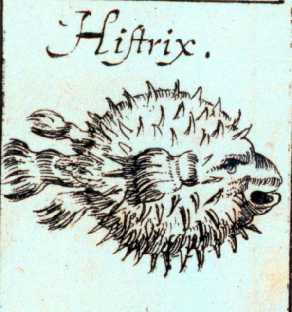 Histrix Picture