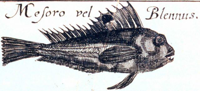 Mesoro vel blennus Picture