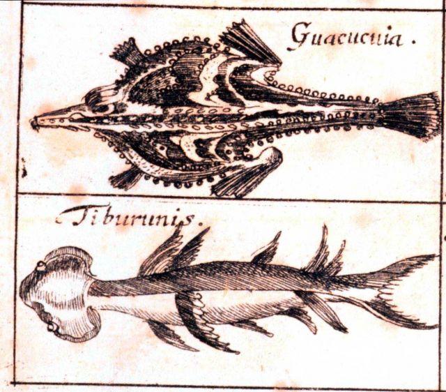 Guacucuia and Tiburunis Picture