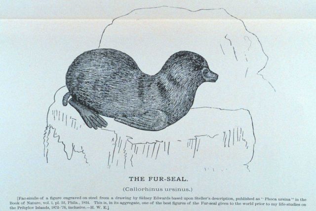 The fur-seal (Callorhinus ursinus) as drawn in 1834 Picture