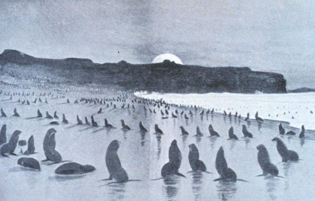 Holluschickie hauling on Tolstoi Sands, English Bay Picture