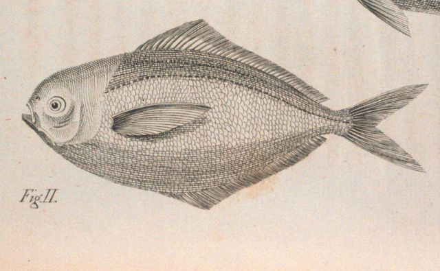 Plate 2 of 