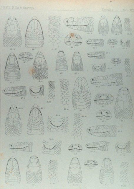 Diagrams of various snake heads in: REPTILES by Spencer F Picture