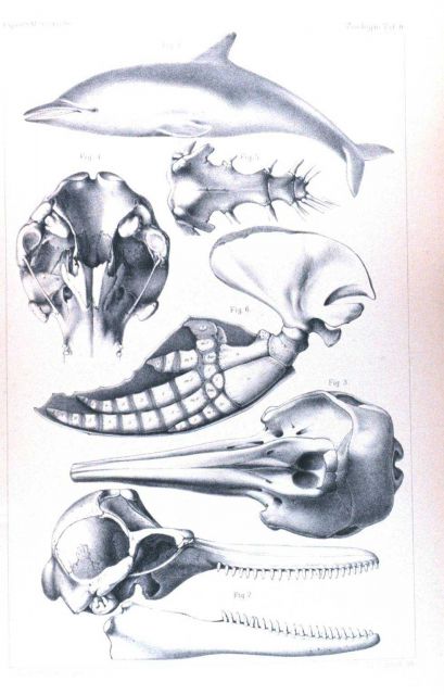 Delphinus (Steno) perspicillatus Peters Picture