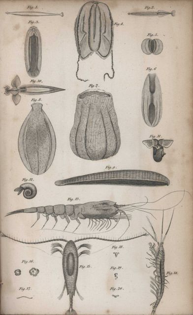 Krill and large plankton observed by William Scoresby Picture