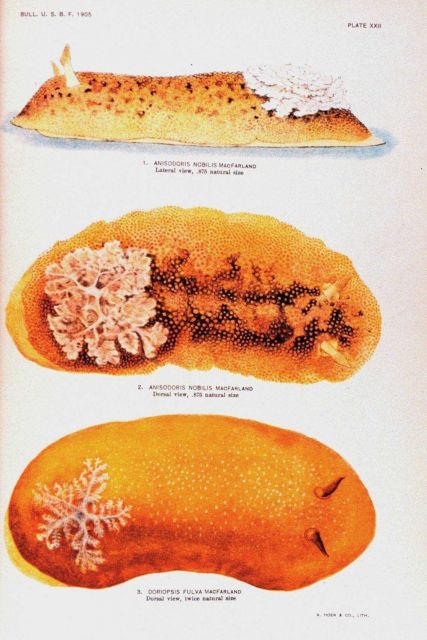 Nudibranchs Picture