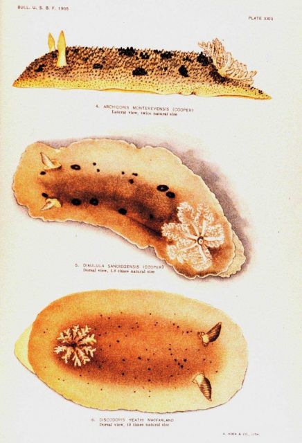 Nudibranchs Picture