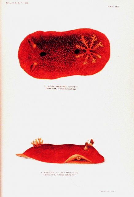 Nudibranchs Picture