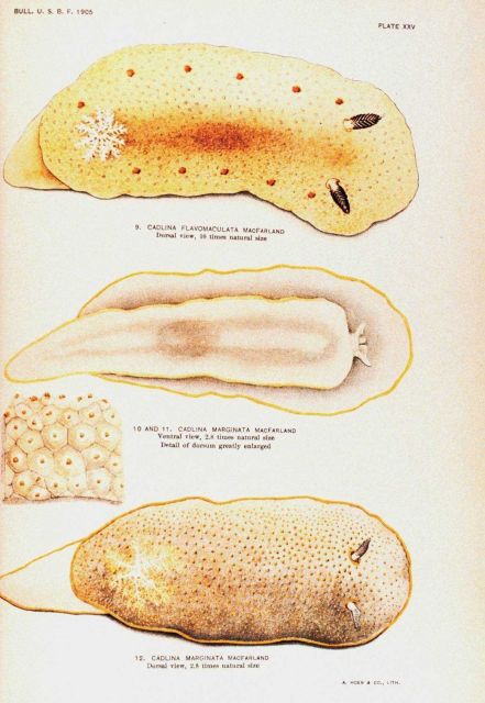 Nudibranchs Picture