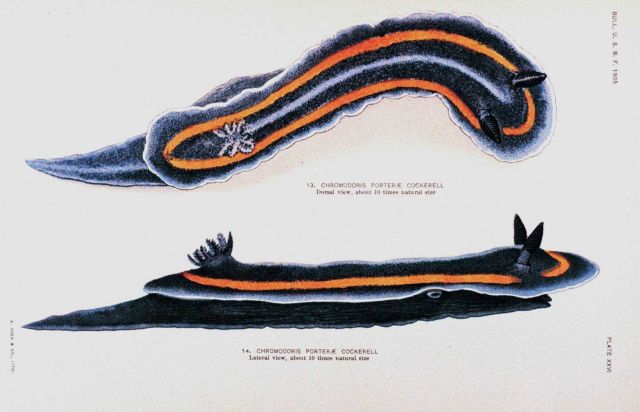 Nudibranchs Picture