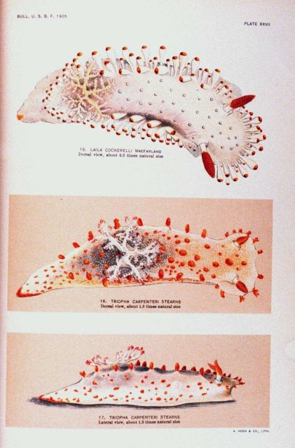 Nudibranchs Picture