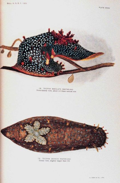 Nudibranchs Picture