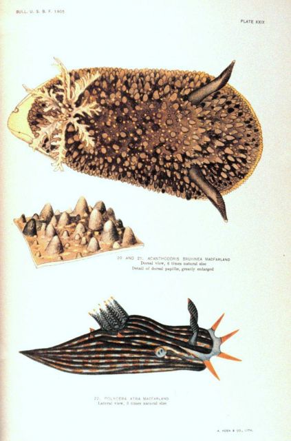 Nudibranchs Picture