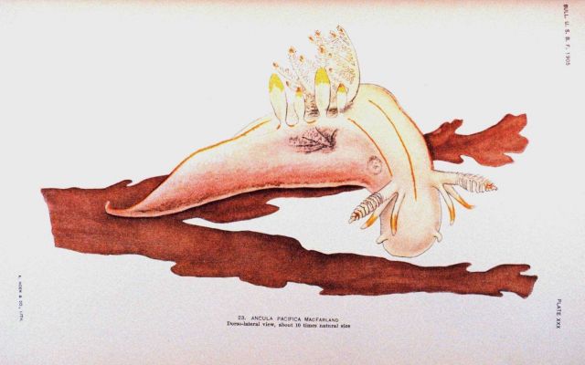 Nudibranch Picture