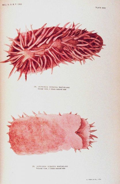 Nudibranch Picture