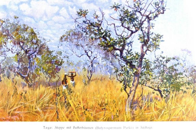 African butter tree, Butyrospermum Parkii, in the steppe of south Togo, Africa Picture