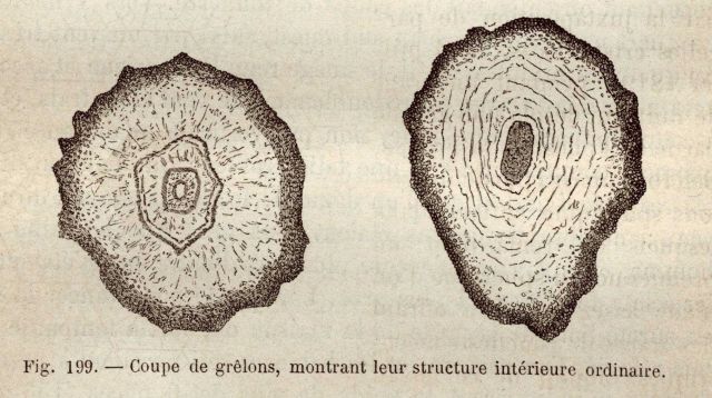 Cross-sections of large hail stones Picture