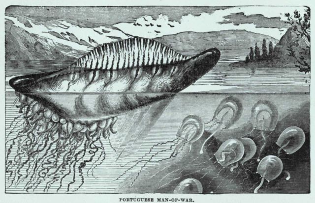 A very accurate depiction of a Portuguese man of war in: 