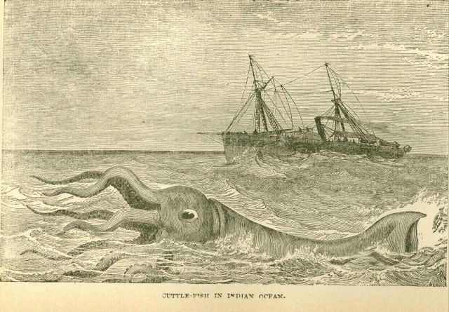 A giant squid in the Indian Ocean in: 
