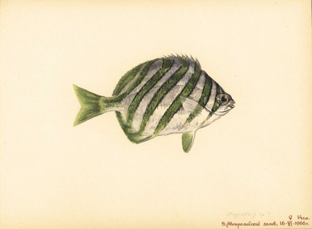Fish Picture