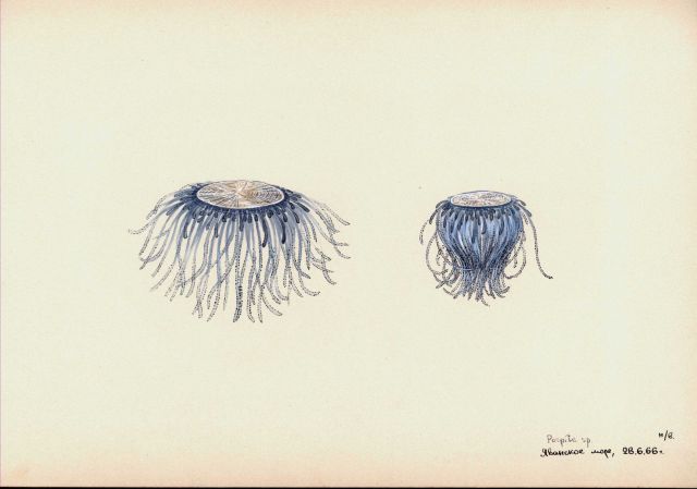 Porpita sp. Picture